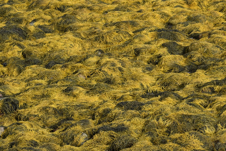 shoreline with seaweed