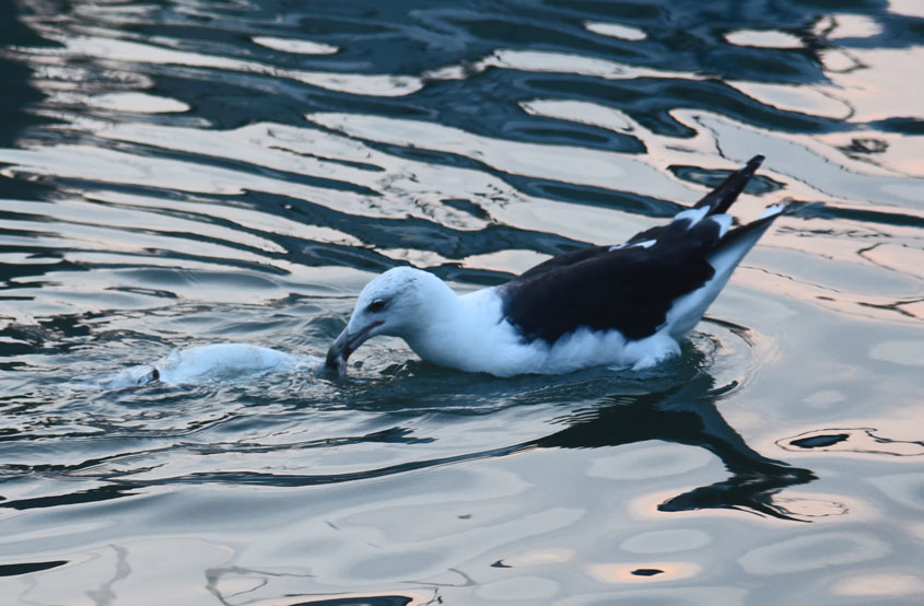 gull with fish